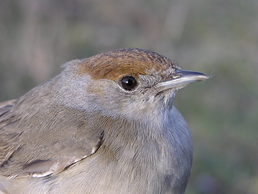 Blackcap, Sundre 20050514